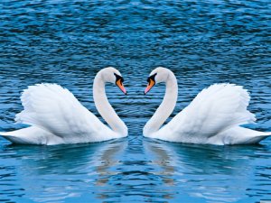 Swans Slide Puzzle Game - Relaxing Puzzle