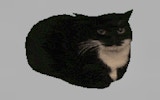 Spinning Cat Clicker - Fun Meme Clicker Game