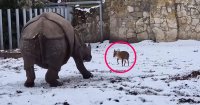 28-Pound Deer Stands Its Ground Against 3,400-Pound Rhino in Polish Zoo
