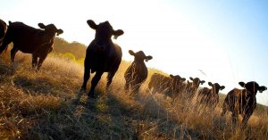 Altering DNA of Crops and Livestock Emerges as Climate Strategy